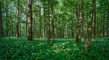 Obraz premium A vibrant panoramic view of a dense green forest with tall, slender tree trunks and a lush ground cover of wild garlic plants