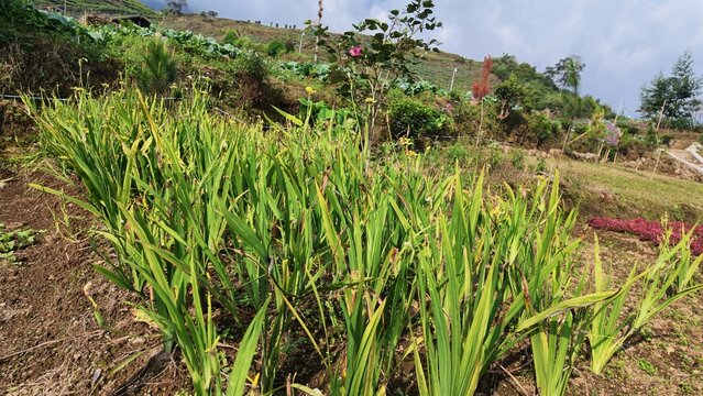 Green plants on hillside farm.