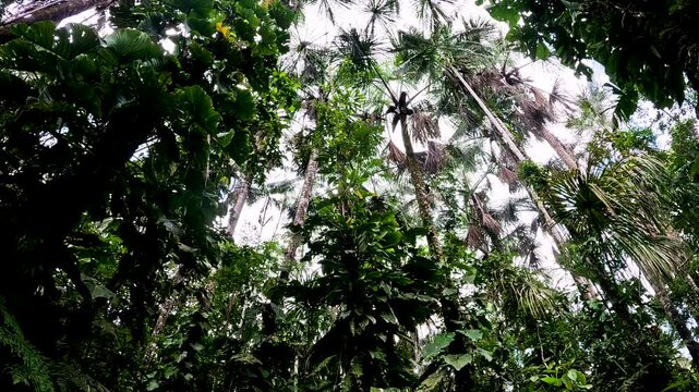 Upward View of Dense Amazon Rainforest Canopy in Ecuador with Tall Trees, Palm Leaves, Green Foliage and Tropical Jungle Nature Background