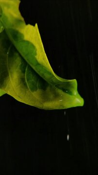 Rain dripping from curled variegated euonymus leaf edge Vertical Video 2160p 24fps