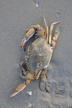 Dead Atlantic blue crab Callinectes sapidus, invasive species in the Mediterranean, washed up on Adriatic sand.