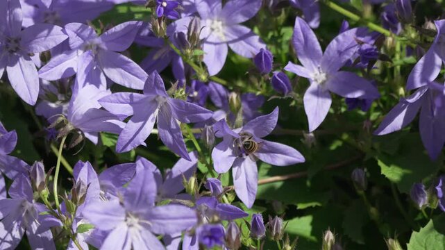 Bee flower garden, honey bee pollinating purple campanula flowers in summer sun for natural ecological environment footage