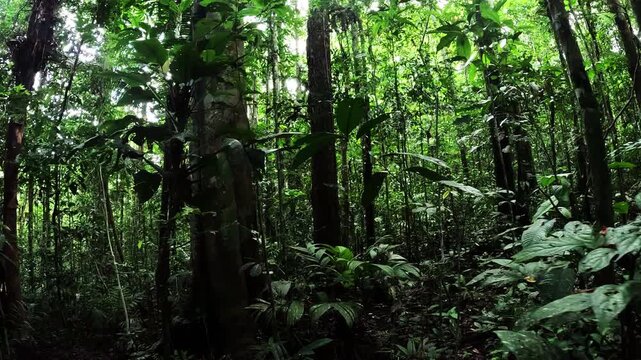 Dense Amazon Rainforest Interior in Ecuador with Tall Thin Trees, Green Understory, Ferns and Remote Tropical Jungle Biodiversity Landscape