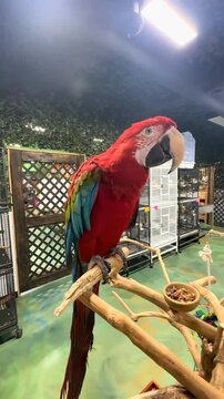 Red Macaw Parrot Perched on Wooden Stand Looking Around