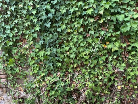 ivy on the wall
