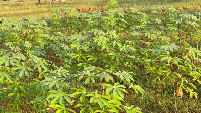 Green Cassava Plantation in Rural Farm Field Under Sunlight