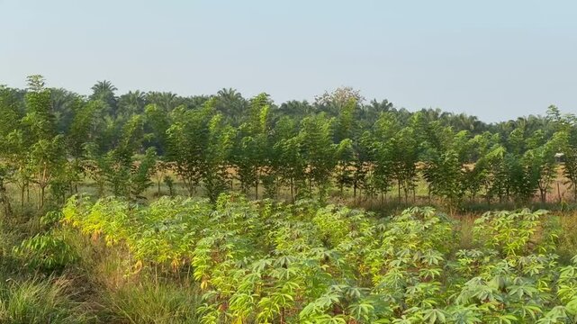Lush green cassava plantation in a rural tropical field