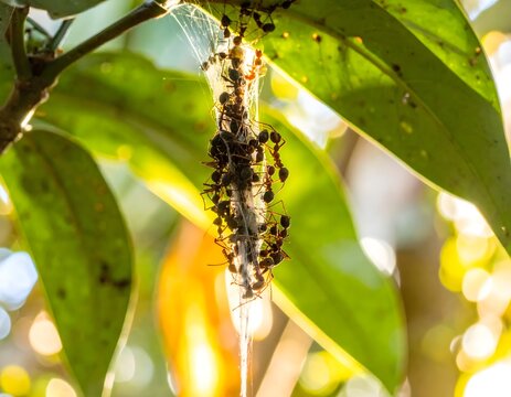 A swarm of ants devours prey hanging from a leafy branch in nature.