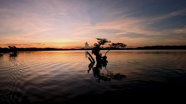 Golden Sunset Over Flooded Amazon Rainforest in Ecuador with Silhouetted Trees, Calm Water Reflections and Remote Tropical Wetland Landscape