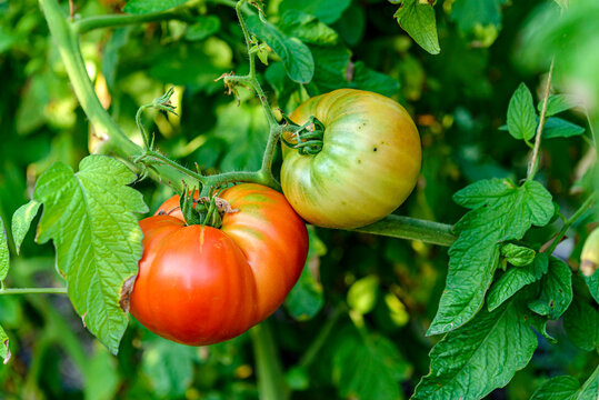 tomatoes in the garden