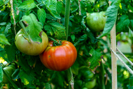 tomatoes in the garden