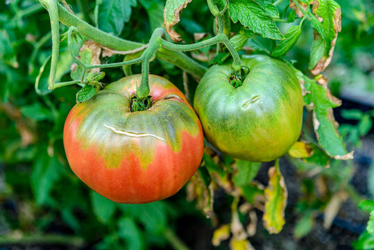 tomatoes in the garden