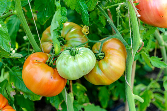 tomatoes in the garden