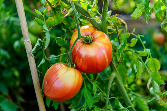 tomatoes in the garden