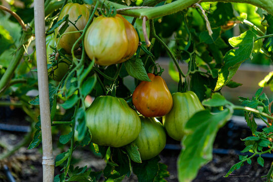 tomatoes in the garden
