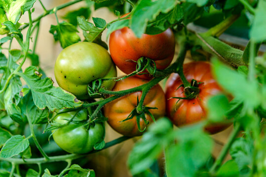 tomatoes in the garden
