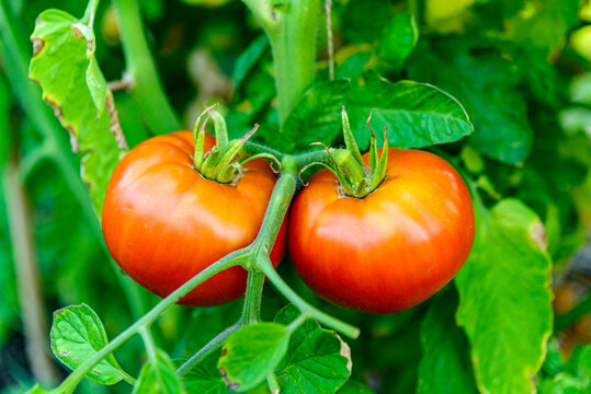 tomatoes in the garden