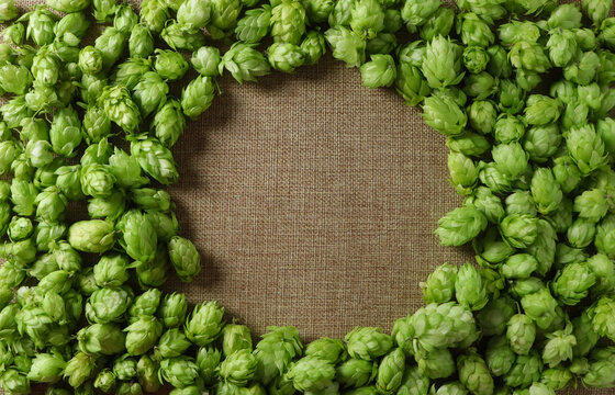 Fresh hops arranged in a circular pattern on a burlap background for brewing purposes