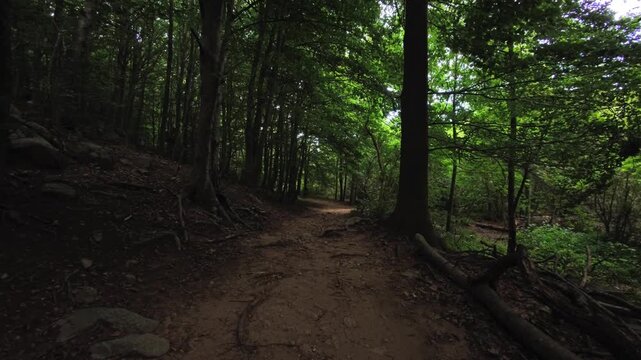 Forest path through temperate woodland with tree canopy and tree roots