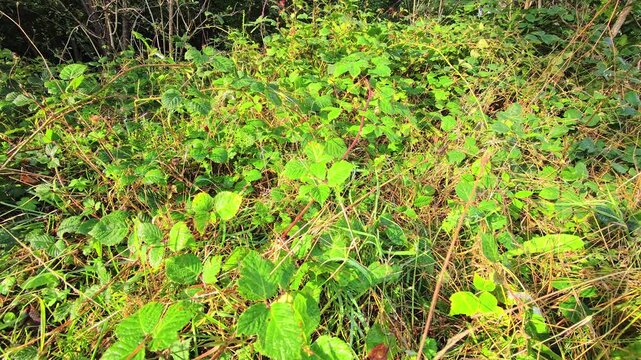 Blackberry bushes and brambles in forest undergrowth with leaves and woodland