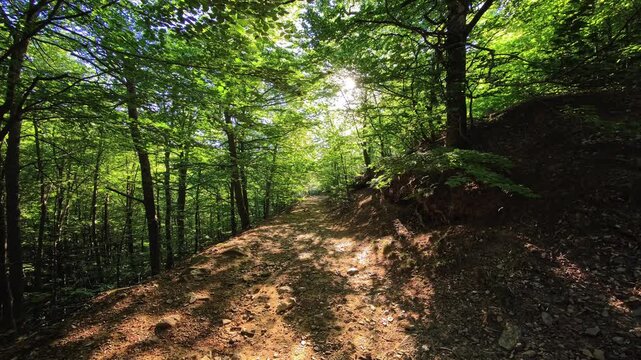 Forest path through mountain forest with tree canopy roots and fallen leaves