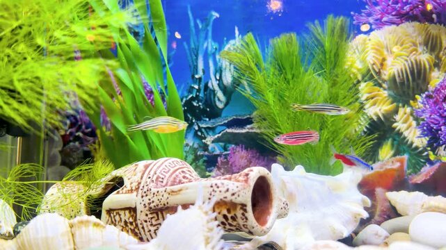 Fish swimming in fish aquarium. Transparent water with beautiful multi color fish. Fish background in water