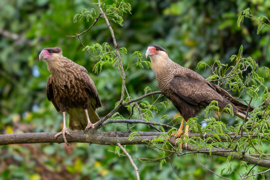 Crested Caracara - Caracara plancus, beautiful large bird of prey native to the forests and woodlands of Americas, Pantanal, Brazil.