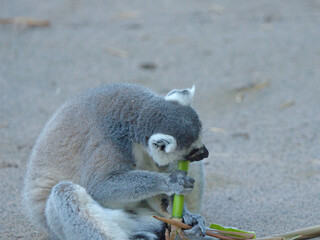 Ring-Tailed Lemur Eating Green Bamboo Shoot on the Ground © blueringmedia