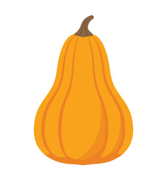 Single butternut squash pumpkin illustration with ridged sides and curved brown stem useful for autumn design