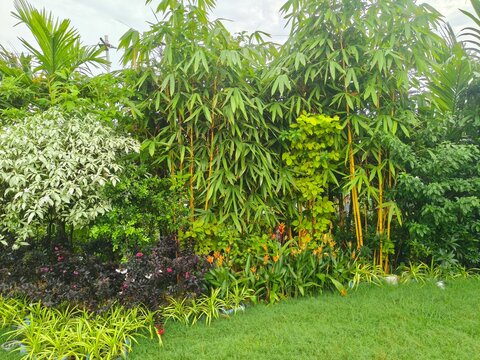 Lush tropical garden featuring tall yellow bamboo trees, diverse green foliage, and colorful flowering plants creating a vibrant landscape design.