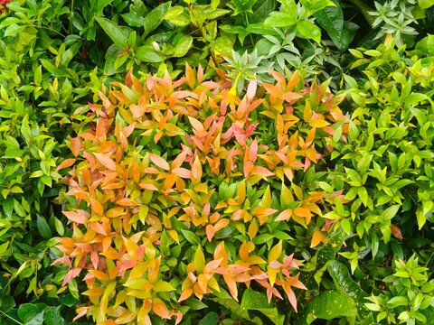 New growth of colorful orange and green leaves on a bush for natural pattern and garden texture.