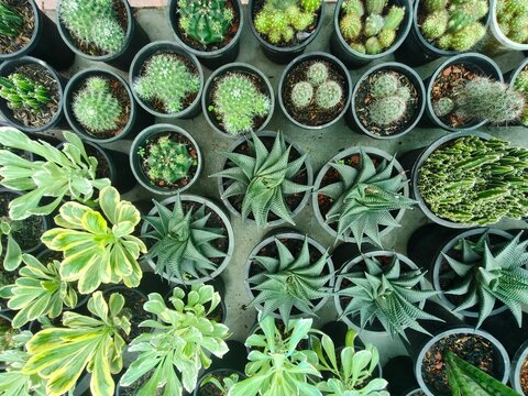 Variety of green cacti and succulents in black pots arranged neatly on a wooden shelf, perfect for indoor gardening and plant care blogs.