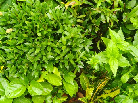 Vibrant green foliage with diverse leaf shapes and textures for natural background and organic design.