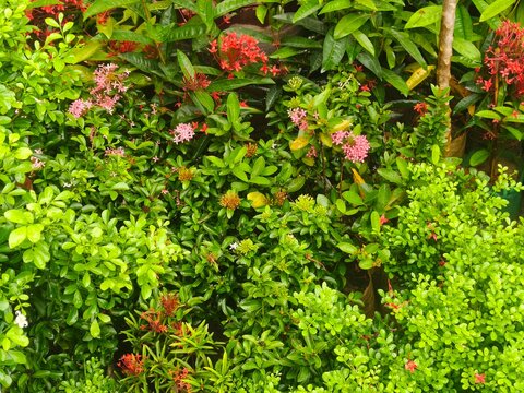 Vibrant green bushes adorned with small pink and red ixora flowers, creating a dense, colorful garden landscape background.