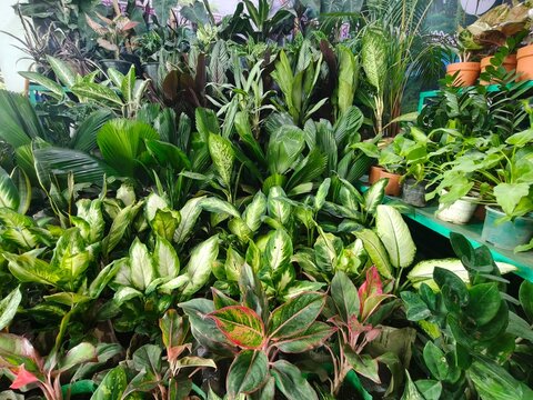 Lush vibrant green foliage fills an indoor plant shop with various leafy plants arranged for sale, creating a thriving botanical display.