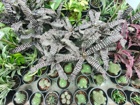 Various potted plants including unique zebra-striped leaves and small green cacti, meticulously arranged for indoor garden display.