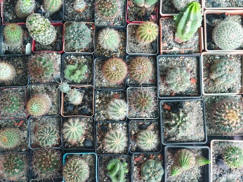 A diverse collection of small potted cacti and succulents arranged neatly in rows, showcasing various shapes and textures, ideal for unique home decor or hobby themes.