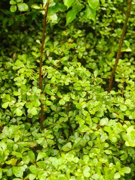 Dense, wet green foliage with small oval leaves and thin brown stems, covered in water droplets after rain, creating a rich, natural texture.