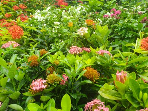 A vibrant garden filled with clusters of Ixora flowers in shades of orange, pink, and red, interspersed with lush green leaves, ideal for floral backgrounds.