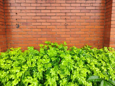 A vibrant hedge of bright green bushes with small leaves grows beneath a textured weathered orange brick wall, offering a natural outdoor backdrop for design.