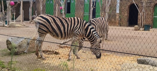 zebra in the zoo © Namita