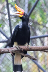 Rhinoceros hornbill with a vibrant yellow casque perched on a tree branch inside an enclosure © wannasak
