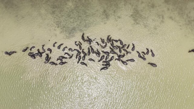Water Buffalo Herd Bathing in Muddy Padma River, Bangladesh