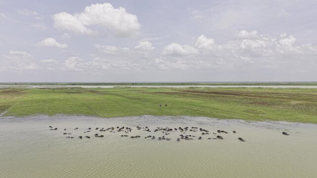 Water Buffalo Herd Bathing in River with Green Riverbank, Bangladesh