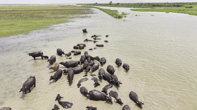 Large Water Buffalo Herd in River with Green Landscape