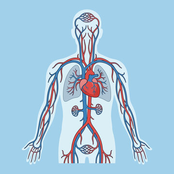 Anatomical vector illustration of the human circulatory system depicting the heart, lungs, kidneys, and network of red arteries and blue veins inside a human body silhouette.