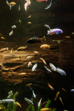 A school of colorful cichlids swimming in an aquarium