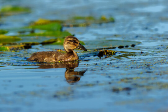 Mallard Duckling Swimming Among Lily Pads With Reflection in Pon
