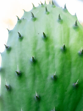 Extreme close up of a green prickly pear cactus pad