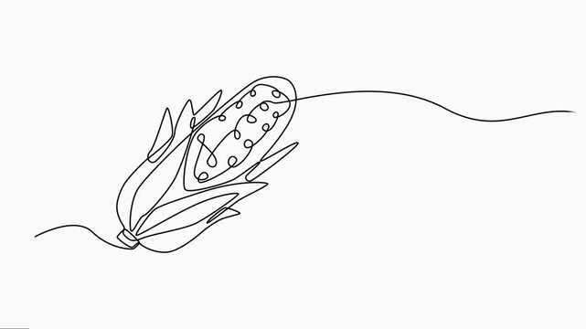 Self drawing line animation corncob Vegetables corn continuous one single line drawn concept, Fresh maize concept starchy vegetable, Full length one line animation on white background.